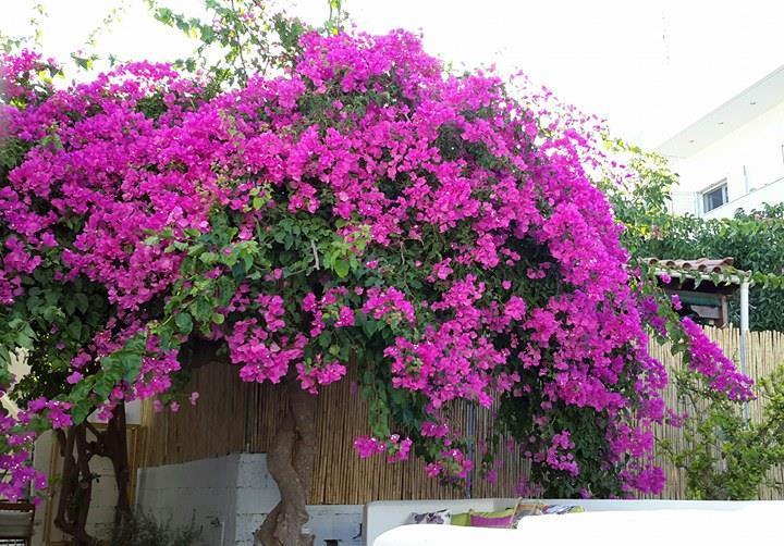 Granny'S House Διαμέρισμα Παλαίκαστρο Εξωτερικό φωτογραφία